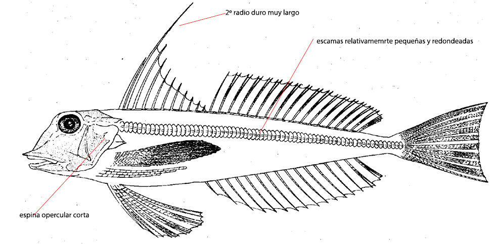 Chelidonichthys obscurus_01.jpg